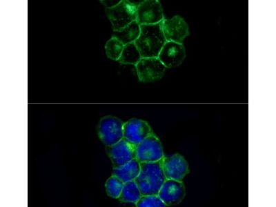 ABflo® 488 Rabbit anti-Human CD225/IFITM1 mAb (A22310)