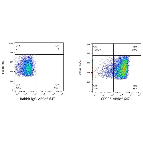 A22311: ABflo® 647 Rabbit anti-Human CD225/IFITM1 mAb