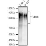 CD68 Rabbit mAb (A22329)