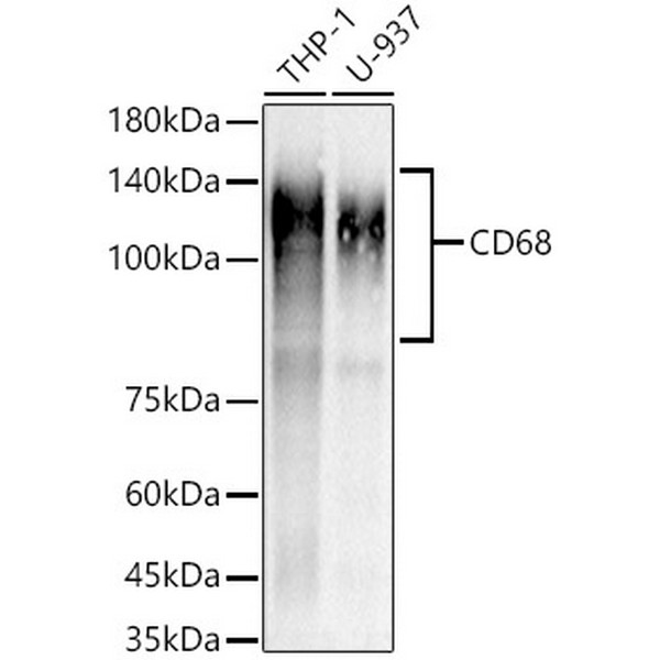 CD68 Rabbit mAb (A22329)