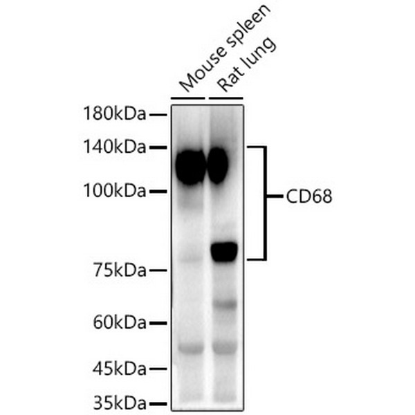 A22329: CD68 Rabbit mAb