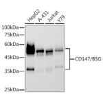 CD147/BSG Rabbit mAb (A22443)