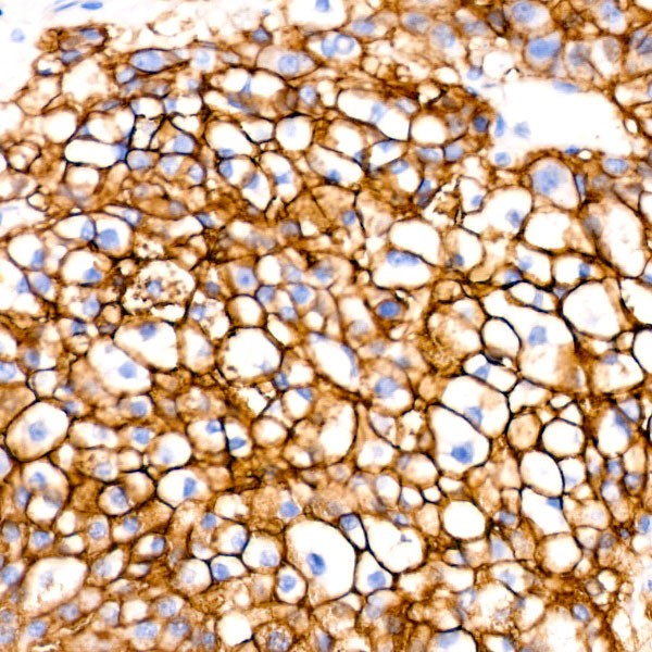 A22443: CD147/BSG Rabbit mAb