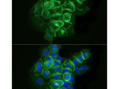 ABflo® 488 Rabbit anti-Human CD142 mAb (A22492)