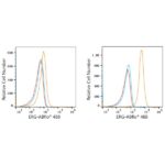 ABflo® 488 Rabbit anti-Human ERG mAb (A22496)