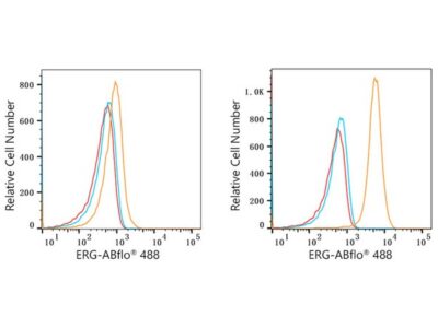 ABflo® 488 Rabbit anti-Human ERG mAb (A22496)