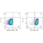 A22496: ABflo® 488 Rabbit anti-Human ERG mAb