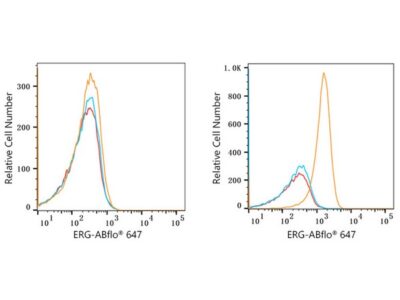 ABflo® 647 Rabbit anti-Human ERG mAb (A22497)