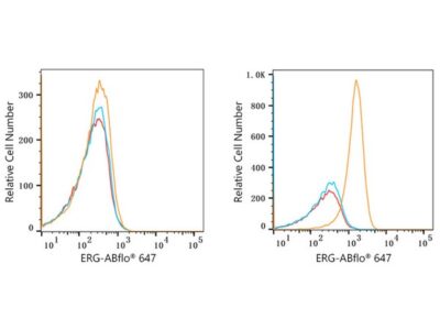 ABflo® 647 Rabbit anti-Human ERG mAb (A22497)