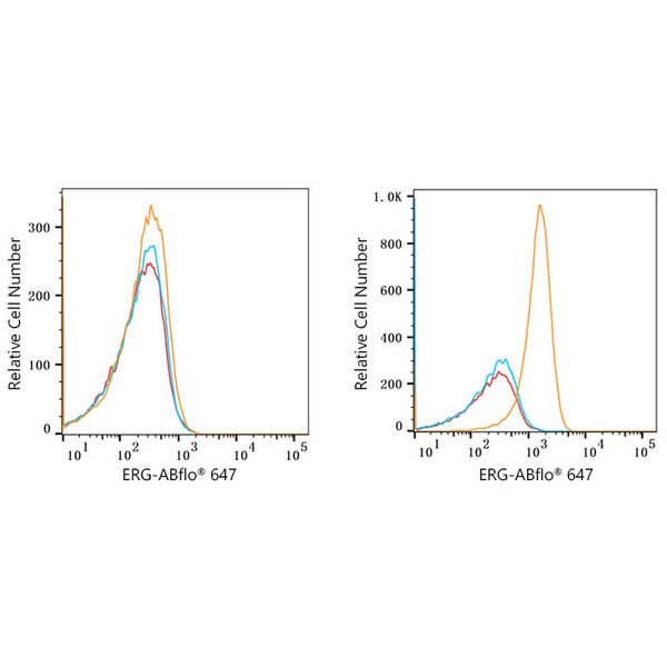 ABflo® 647 Rabbit anti-Human ERG mAb (A22497)