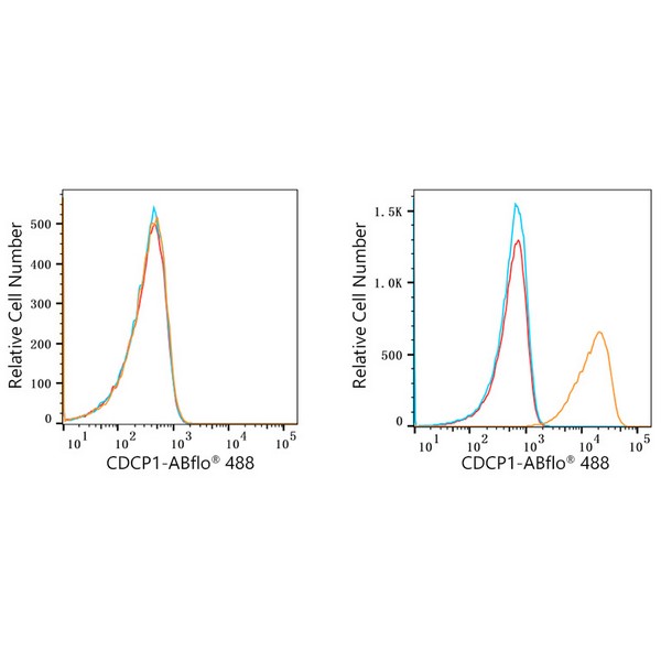 ABflo® 488 Rabbit anti-Human CDCP1 mAb (A22498) ABflo® 488 Rabbit anti-Human CDCP1 mAb (A22498)
