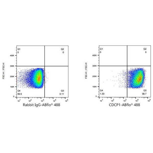 A22498: ABflo® 488 Rabbit anti-Human CDCP1 mAb