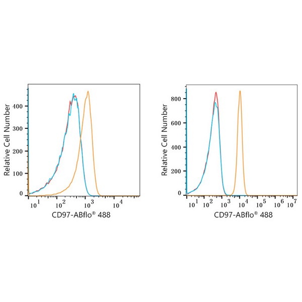 ABflo® 488 Rabbit anti-Human CD97 mAb (A22500) ABflo® 488 Rabbit anti-Human CD97 mAb (A22500)
