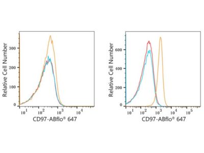 ABflo® 647 Rabbit anti-Human CD97 mAb (A22501)