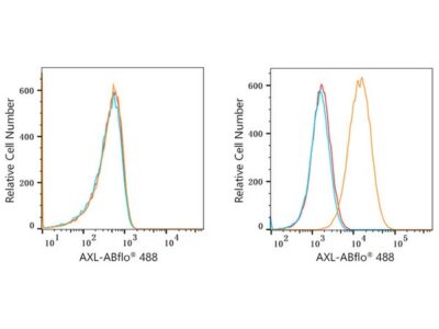 ABflo® 488 Rabbit anti-Human AXL mAb (A22502)