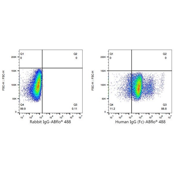 A22504: ABflo® 488 Rabbit anti-Human IgG (Fc) mAb