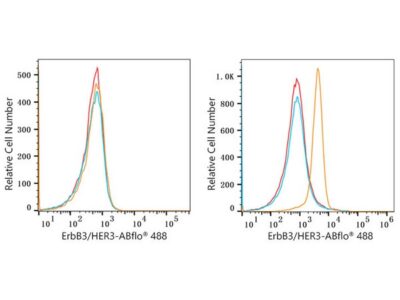 ABflo® 488 Rabbit anti-Human ErbB3/HER3 mAb (A22506)