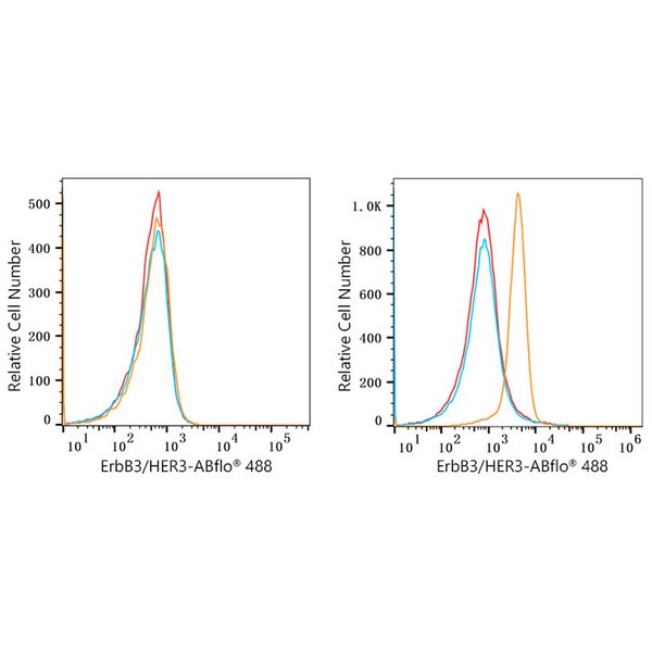 ABflo® 488 Rabbit anti-Human ErbB3/HER3 mAb (A22506) ABflo® 488 Rabbit anti-Human ErbB3/HER3 mAb (A22506)