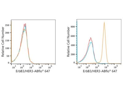 ABflo® 647 Rabbit anti-Human ErbB3/HER3 mAb (A22507)