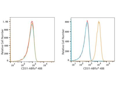 ABflo® 488 Rabbit anti-Human CD31/PECAM1 mAb (A22508)