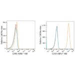 ABflo® 488 Rabbit anti-Human CD90/Thy1 mAb (A22510)