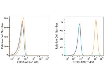 ABflo® 488 Rabbit anti-Human CD90/Thy1 mAb (A22510)