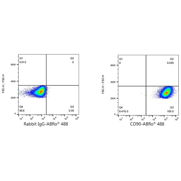A22510: ABflo® 488 Rabbit anti-Human CD90/Thy1 mAb