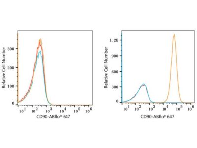 ABflo® 647 Rabbit anti-Human CD90/Thy1 mAb (A22511)