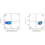 A22511: ABflo® 647 Rabbit anti-Human CD90/Thy1 mAb