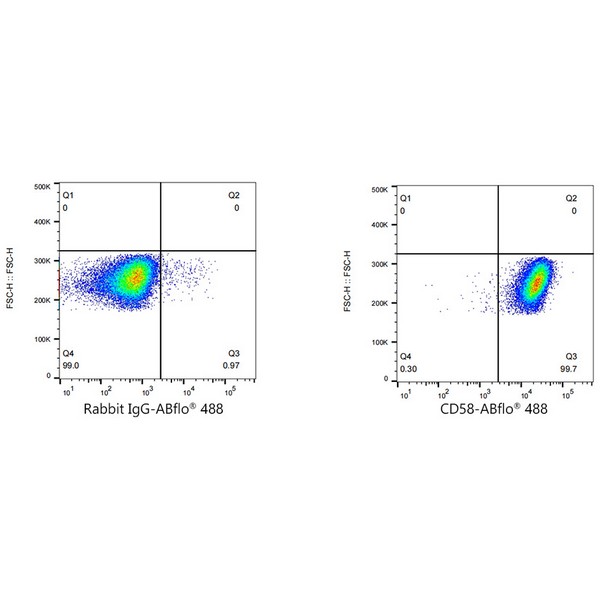 A22512: ABflo® 488 Rabbit anti-Human CD58 mAb