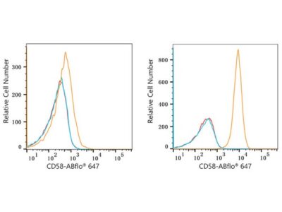 ABflo® 647 Rabbit anti-Human CD58 mAb (A22513)