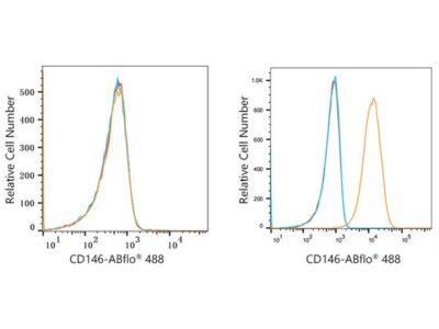 ABflo® 488 Rabbit anti-Human CD146 mAb (A22520)