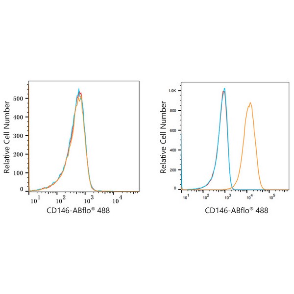 ABflo® 488 Rabbit anti-Human CD146 mAb (A22520) ABflo® 488 Rabbit anti-Human CD146 mAb (A22520)