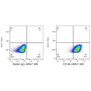 A22520: ABflo® 488 Rabbit anti-Human CD146 mAb