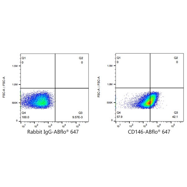 A22521: ABflo® 647 Rabbit anti-Human CD146 mAb