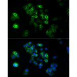 ABflo® 488 Rabbit anti-Human TROP-2 mAb (A22577)