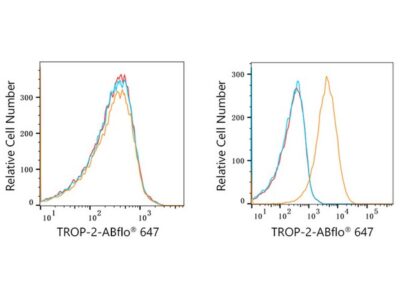 ABflo® 647 Rabbit anti-Human TROP-2 mAb (A22578)