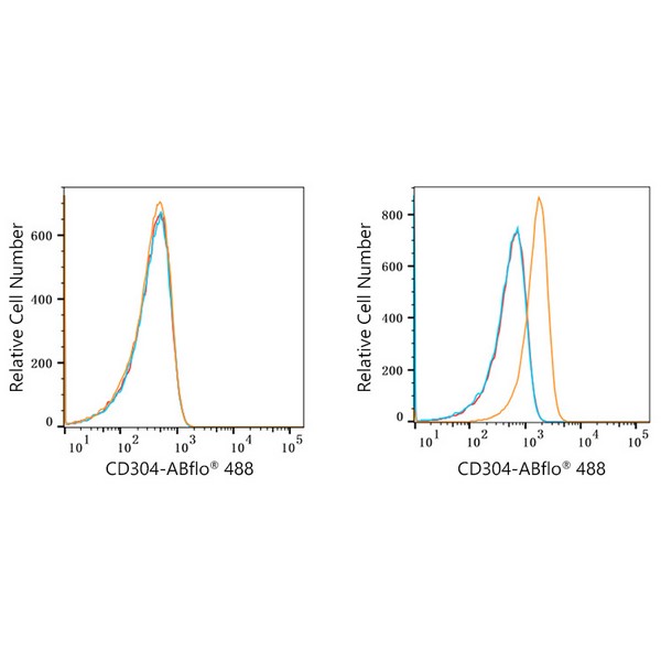 ABflo® 488 Rabbit anti-Human CD304/Neuropilin-1 mAb (A22579) ABflo® 488 Rabbit anti-Human CD304/Neuropilin-1 mAb (A22579)