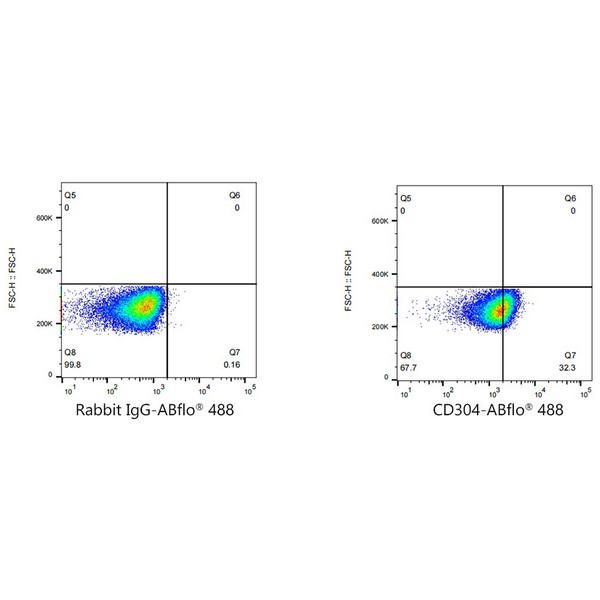 A22579: ABflo® 488 Rabbit anti-Human CD304/Neuropilin-1 mAb