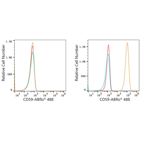 ABflo® 488 Rabbit anti-Human CD59 mAb (A22588)