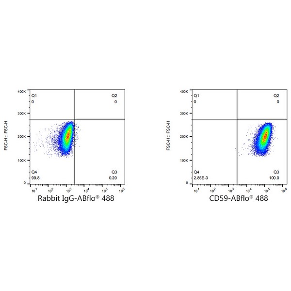 A22588: ABflo® 488 Rabbit anti-Human CD59 mAb