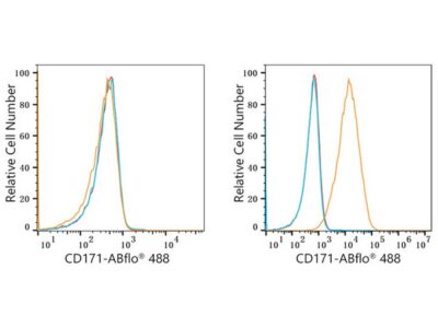 ABflo® 488 Rabbit anti-Human CD171/L1CAM mAb (A22590)