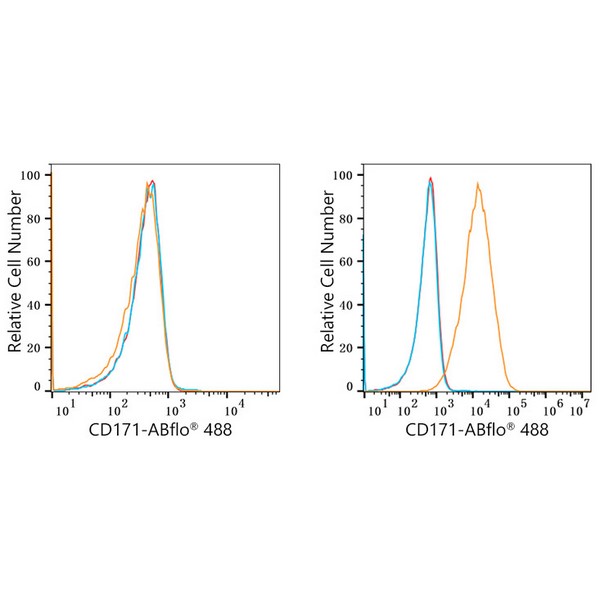 ABflo® 488 Rabbit anti-Human CD171/L1CAM mAb (A22590) ABflo® 488 Rabbit anti-Human CD171/L1CAM mAb (A22590)