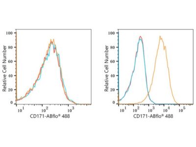 ABflo® 647 Rabbit anti-Human CD171/L1CAM mAb (A22591)