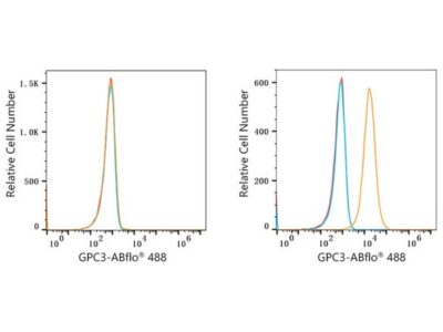 ABflo® 488 Rabbit anti-Human Glypican 3 (GPC3) mAb (A22631)