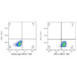 A22631: ABflo® 488 Rabbit anti-Human Glypican 3 (GPC3) mAb