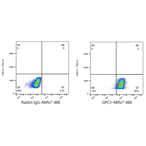 A22631: ABflo® 488 Rabbit anti-Human Glypican 3 (GPC3) mAb