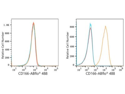 ABflo® 488 Rabbit anti-Human CD166/ALCAM mAb (A22633)