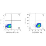 A22633: ABflo® 488 Rabbit anti-Human CD166/ALCAM mAb