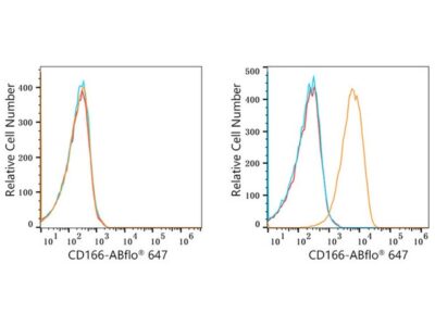 ABflo® 647 Rabbit anti-Human CD166/ALCAM mAb (A22634)